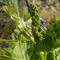 Uva Tempranillo en formación