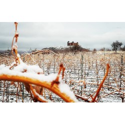 Viñedo de Morro Fino tinto nevado